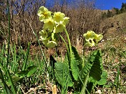 11 Primula veris (Primula maggiore)